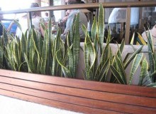 Kwikfynd Plants
plymptonpark